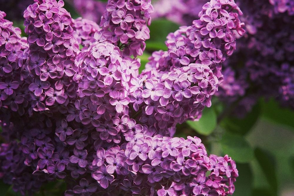 beauty in nature, growth, flower, purple, nature, fragility, freshness, close-up, outdoors, petal, plant, no people, day, focus on foreground, lilac, hydrangea, flower head, blooming