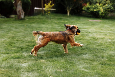 Dog running in field