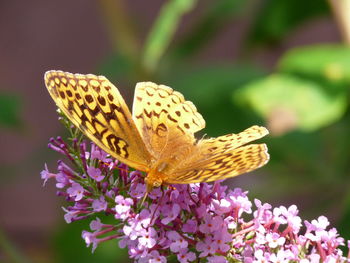 Close-up of butterfly on flower