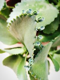 High angle view of plant