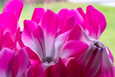 Close up of cyclamen persicum flowers in bloom