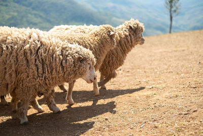 Sheep grazing on field