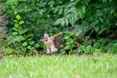 Lizard on a field