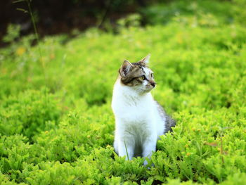 Cat looking away on grass