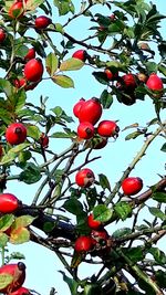 Low angle view of fruits on tree