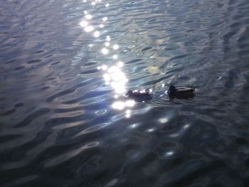 High angle view of ducks swimming on lake