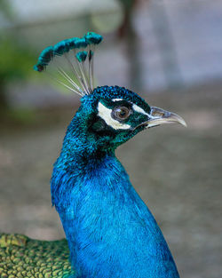 Close-up of a peacock