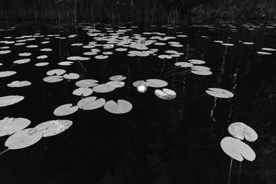 High angle view of leaves floating on lake