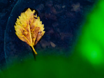 Close-up of yellow leaves on plant during autumn