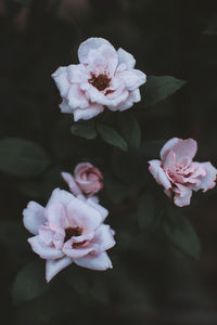 Close-up of pink rose flower