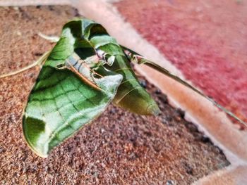 High angle view of insect on leaf