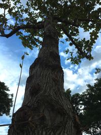 Low angle view of trees against sky