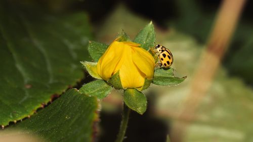 Close-up of butterfly pollinating on yellow flower