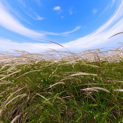Close-up of grass on field against sky