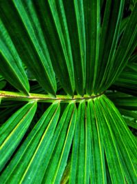 Full frame shot of palm leaves