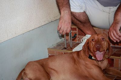 Midsection of man with dog sitting at home