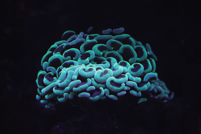Close up of jellyfish