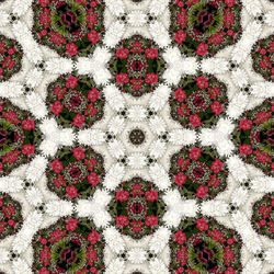 Full frame shot of red flowers