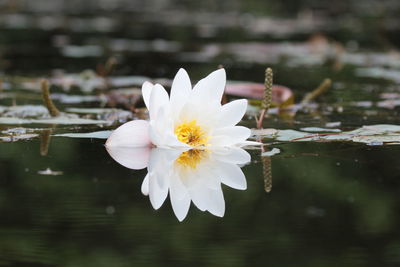 Close-up of lotus water lily in lake