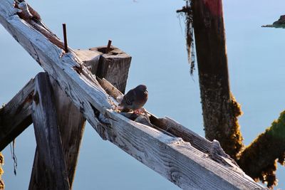 Low angle view of bird perching on wood against sky