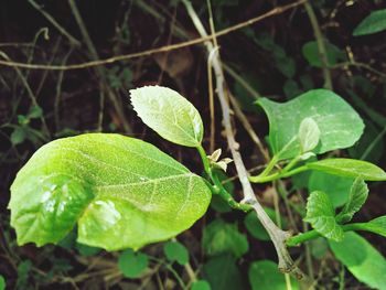 Close-up of raindrops on leaves
