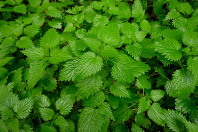 Stinging nettle green from above