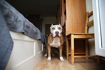 Portrait of dog at home