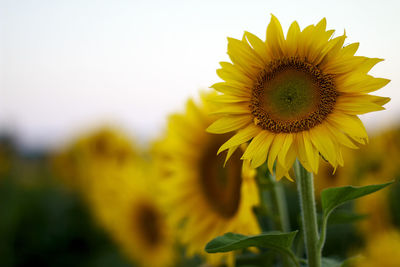 Close-up of fresh sunflower blooming against sky