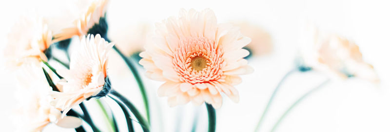 Close-up of white daisy flower