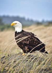 Close-up of eagle on grass