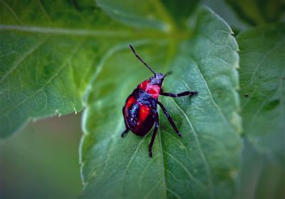 Close-up of insect on leaf