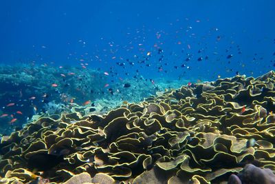Flock of birds in sea