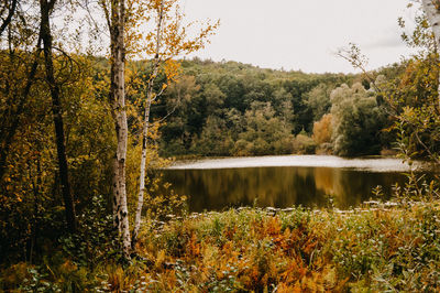 Scenic view of lake by trees in forest against sky