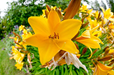 Close-up of insect on yellow flowering plant