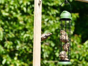 Bird perching on wooden post