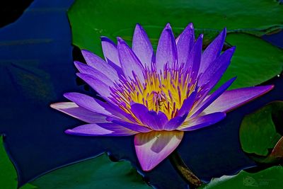 Close-up of lotus water lily in pond