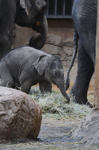 View of elephant in zoo