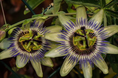 Close-up of purple flowers