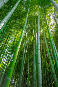 Low angle view of bamboo trees in forest