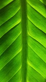Full frame shot of leaf