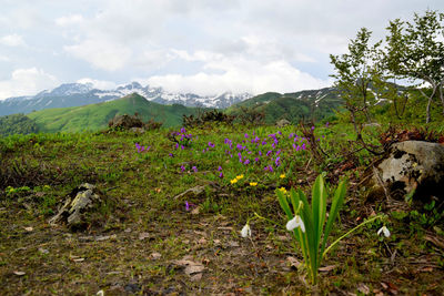 Fresh flowers in field against sky