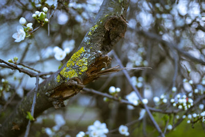tree