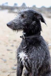 Close-up of dog looking away