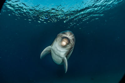 One dolphin swimming with divers in the red sea, a.e