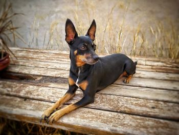 Portrait of dog sitting on wood