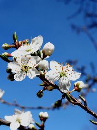 Low angle view of apple blossoms in spring