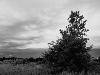 Tree on field against sky