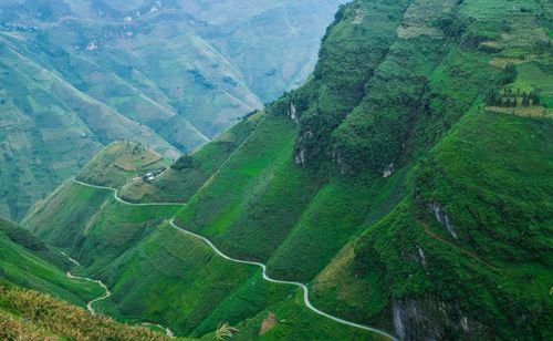 High angle view of rice paddy