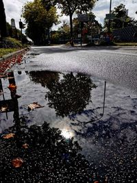 Reflection of trees in puddle on street