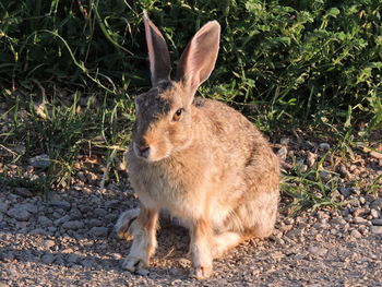 Close-up of a rabbit on land